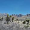 Banana Yuccas and Organ Mountains