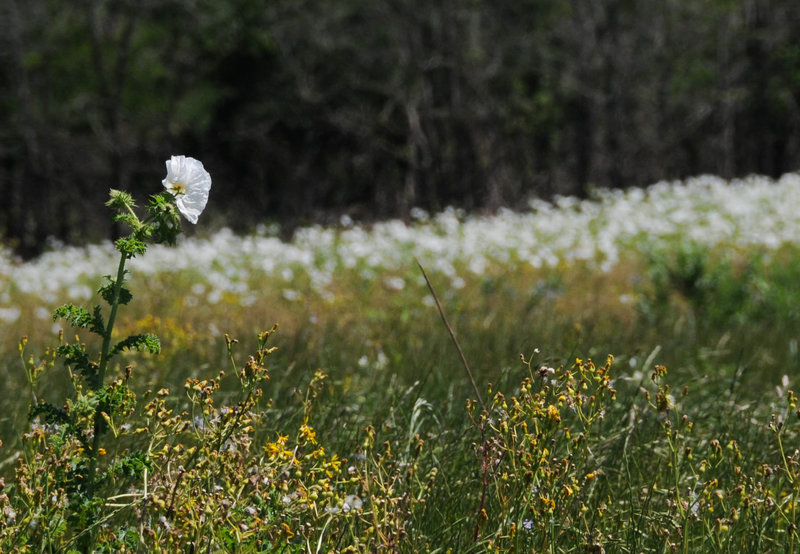 Plentiful flowers in springtime