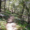Gabrielino Trail near Newcomb Pass. Shady with abundant poison oak.