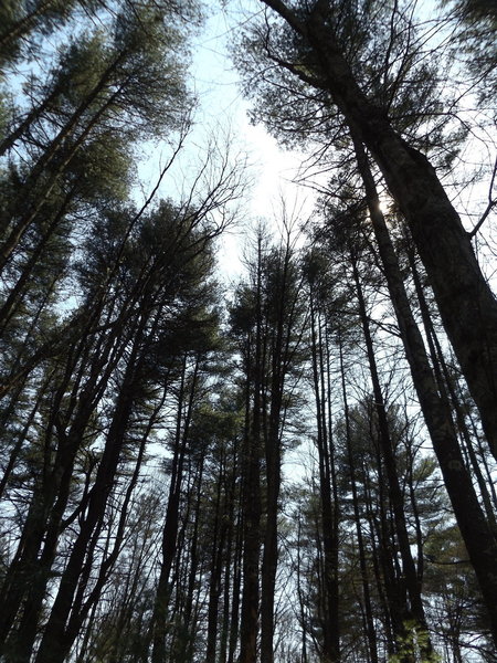 Wonderful trail through some very nice pine woods.