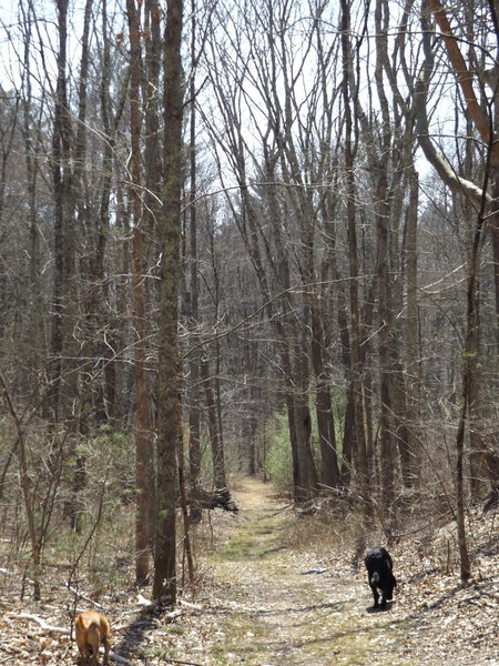 Trails are nice and wide, roots and rocks, but good everyone even for the family pet!