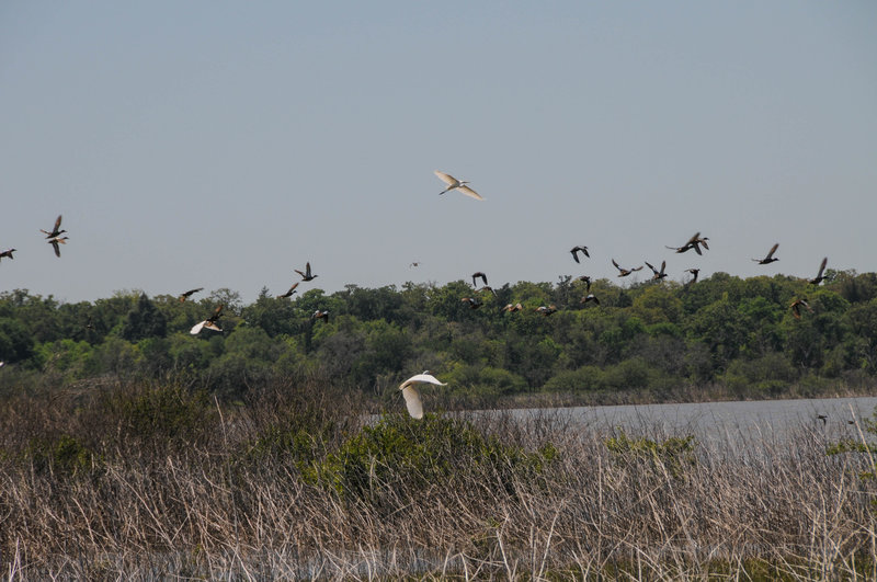 A small sample of the birds that populate Flag Pond