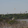 A small sample of the birds that populate Flag Pond