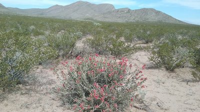 View of Anthony's Nose and Christmas cholla