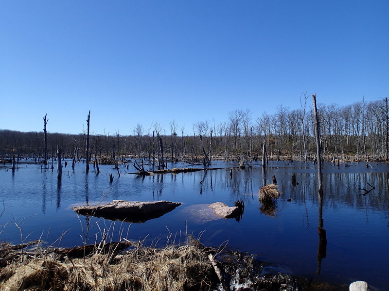 A Beaver Pond - note the beaver mound center left.