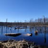 A Beaver Pond - note the beaver mound center left.