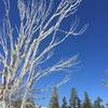 The midmorning sun lights up the branches of an old snag, one of a few along this trail.