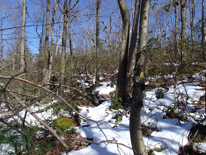 Junction with Terrace Pond South Trail