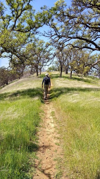 Nice trail with sweet oaks all around