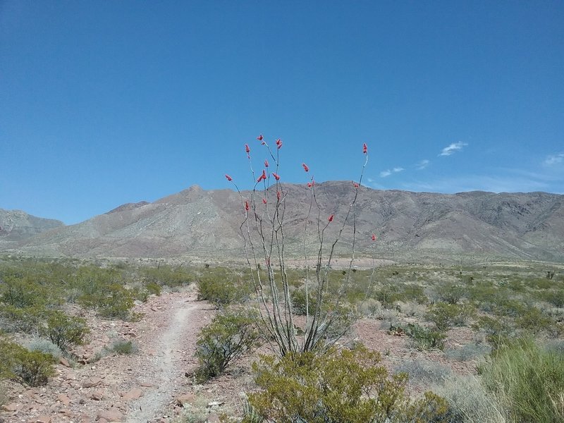 Looking east from the trail and the Franklin Mountains