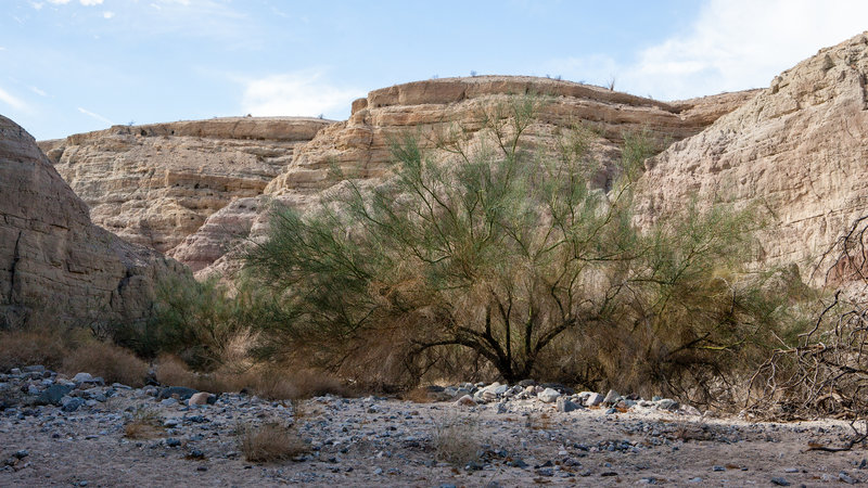 Tree in canyon