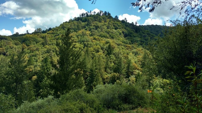 Forested ridge on the far side of the deep Swanson Creek Valley, seen from Knobcone Trail in the Santa Cruz Mountains.