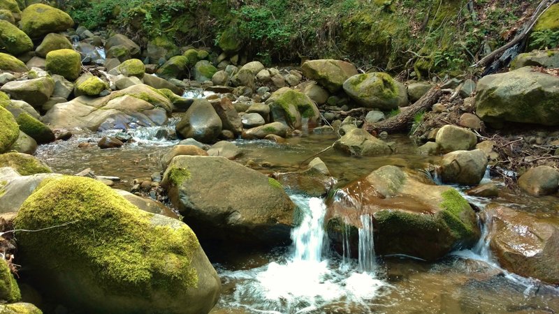 Swanson Creek cascades over moss covered rocks along Swanson Creek Trail.