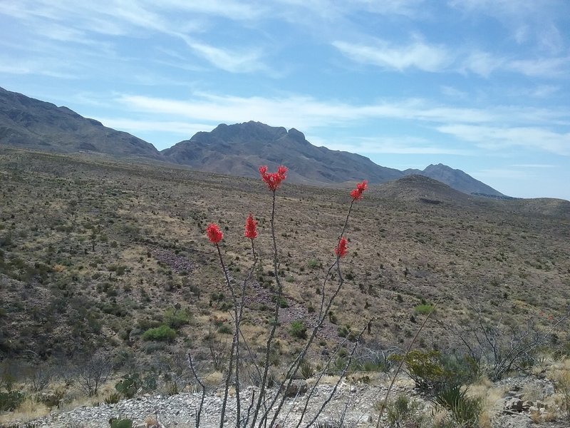 View of the Franklin Mountains.