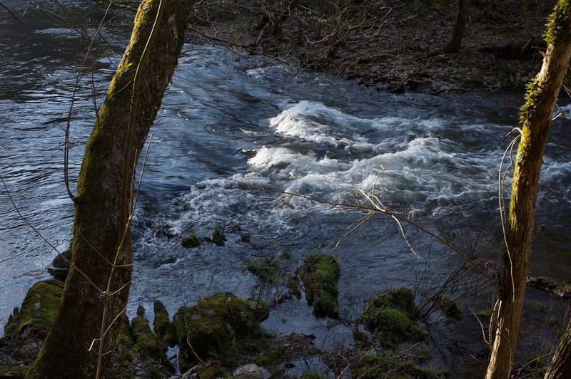 Abrams Creek in the morning light.