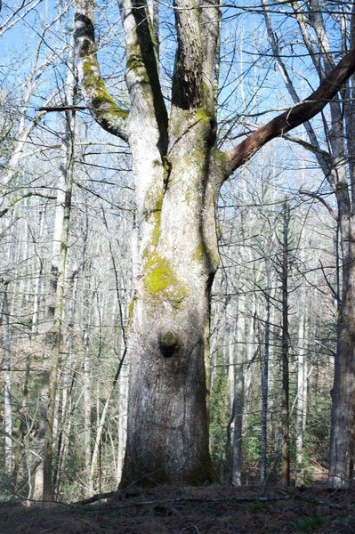 Some old trees can be seen along the trail.