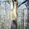 Some old trees can be seen along the trail.