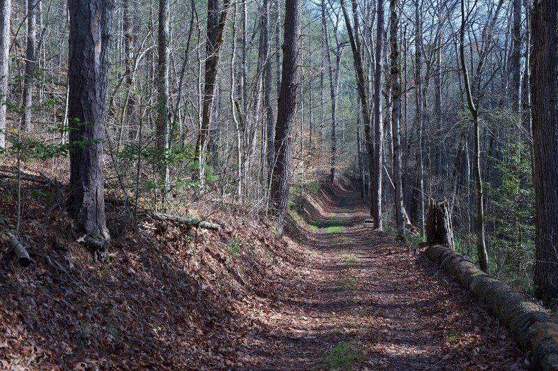 The Cooper Road Trail as it climbs up a gentle rise.