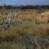 South Texas Prairie Scrubland