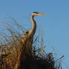 Great Blue Heron Along the Beach near Boca Chica.