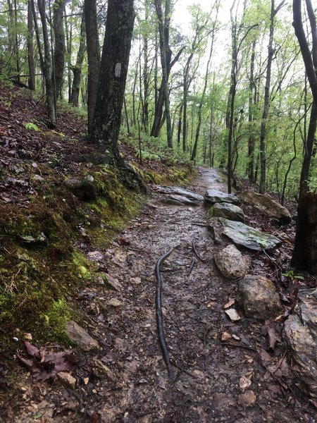 Pretty characteristic of the trail with a great tread, good markings, and lots of rock to hold everything together