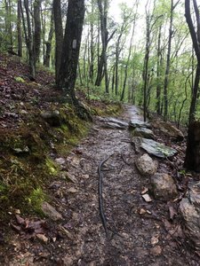 Pretty characteristic of the trail with a great tread, good markings, and lots of rock to hold everything together