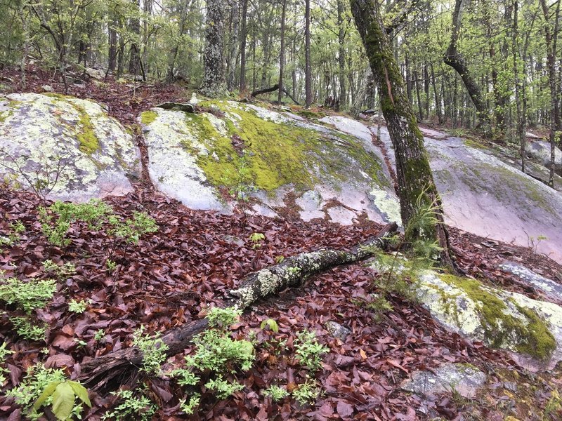 Lots of really cool boulders and moss.