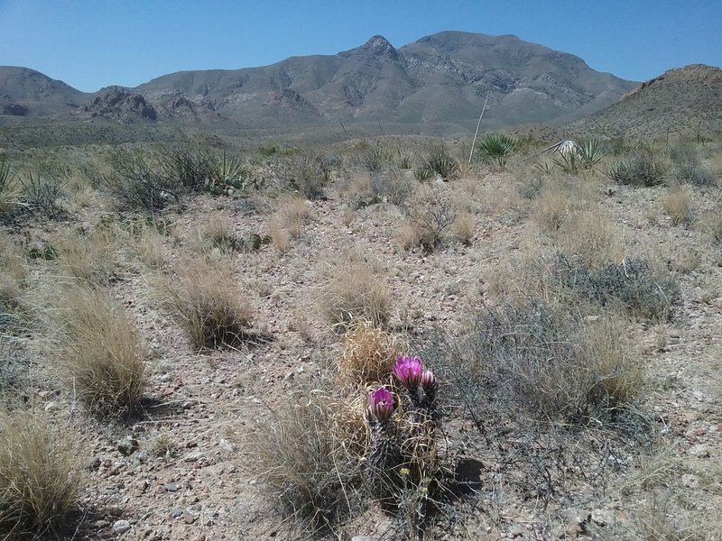 Looking NW on the trail. Fendler cactus in bloom.