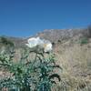 Looking west from the trail, prickly poppies