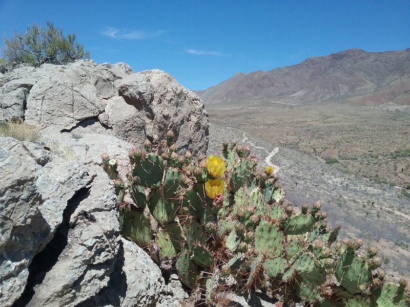 Opuntias in bloom and View of the Franklin Mountains