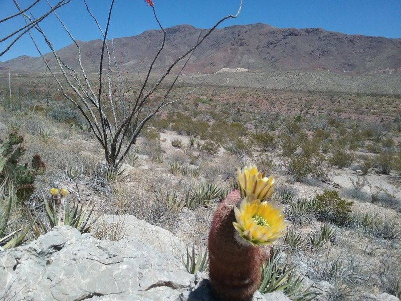 Texas Rainbow cactus in bloom and view of the Franklin Mountains