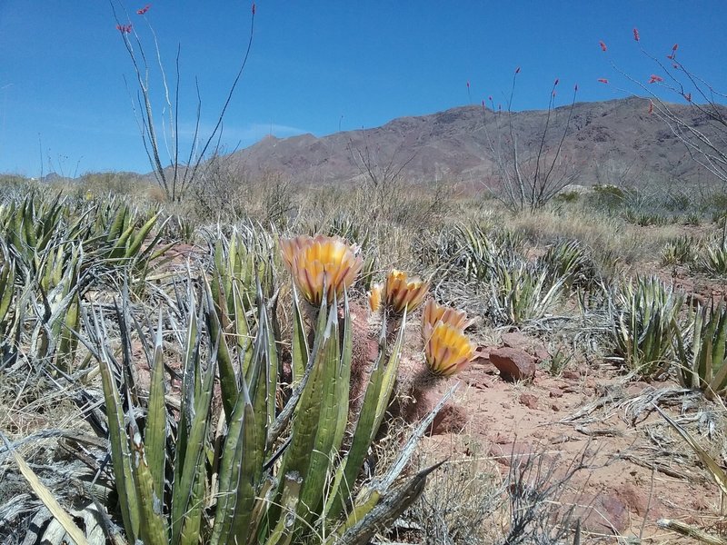 Texas Rainbow cactus in bloom and view of the Franklin Mountains