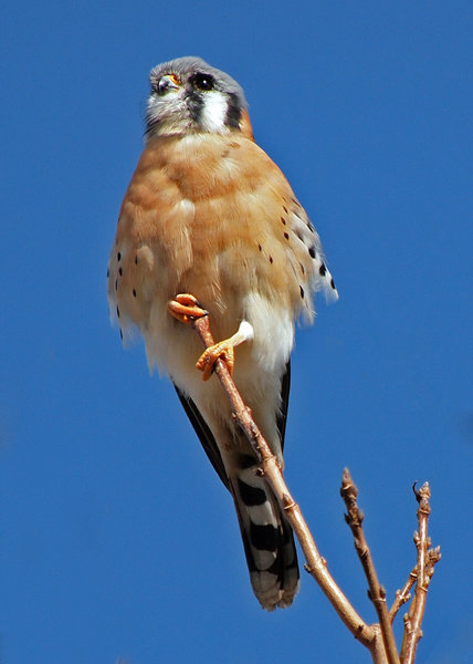 American Kestrel