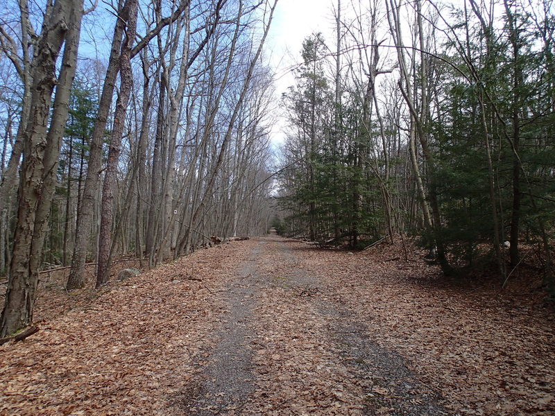 Red Maple Trail follows a forest road part of the way