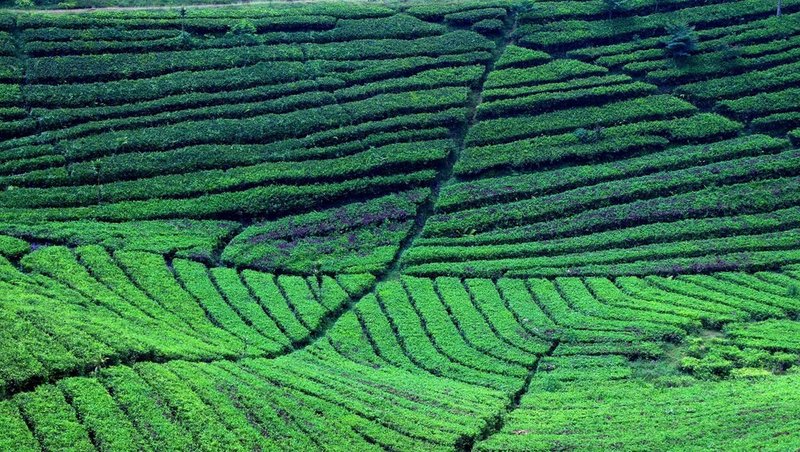 Ciater Tea Plantation