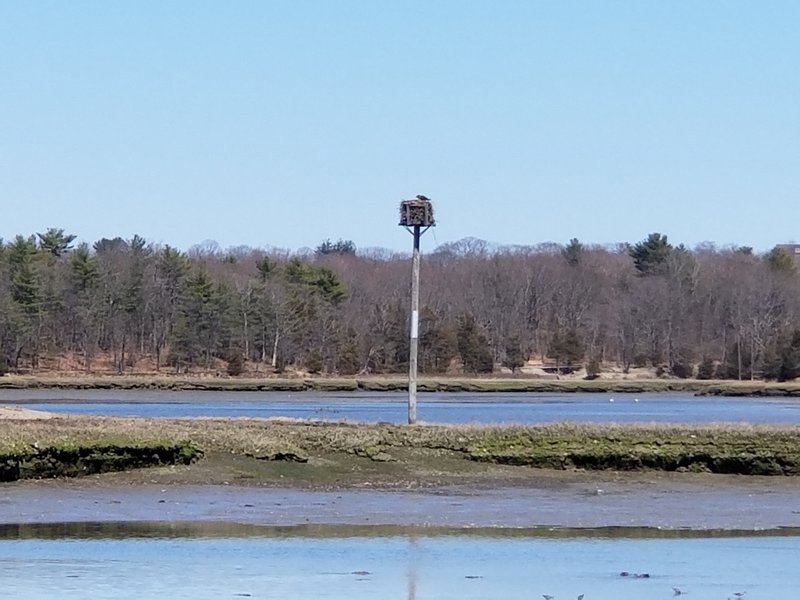 An Osprey tending its nest