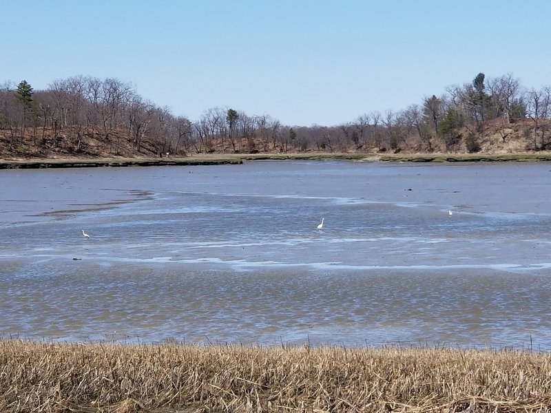 Egrets on the Weymouth Back River at low tide.