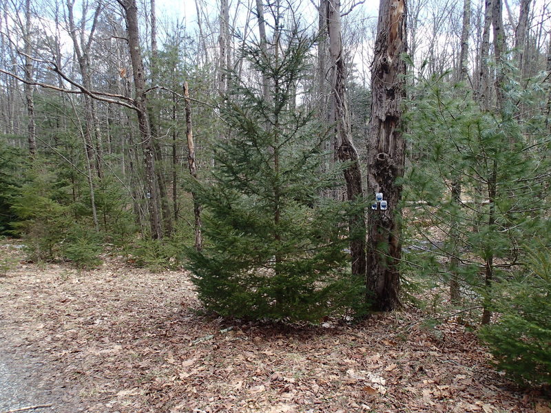 Start of Jacobs Ladder Trail