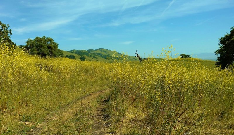 Can you find the cows in the thick, head high yellow mustard of late April along Townsprings Trail?