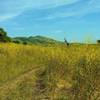 Can you find the cows in the thick, head high yellow mustard of late April along Townsprings Trail?