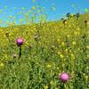 Purple milk thistle amid the yellow mustard along Rancho San Ysidro Trail in late April.