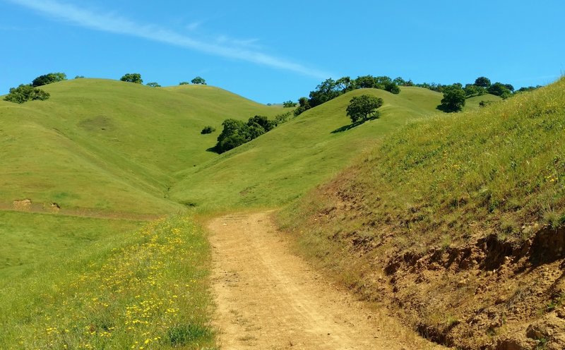 The green hills and wildflowers along Rancho San Ysidro Trail in late April.