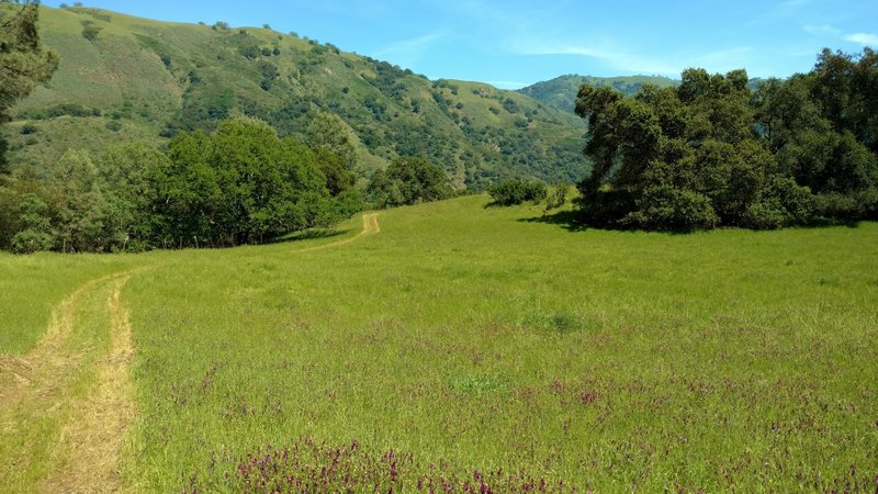 Ed Willson Trail meanders through a meadow with purple smooth vetch wildflowers, and Palassou Ridge in the distance.