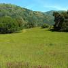 Ed Willson Trail meanders through a meadow with purple smooth vetch wildflowers, and Palassou Ridge in the distance.