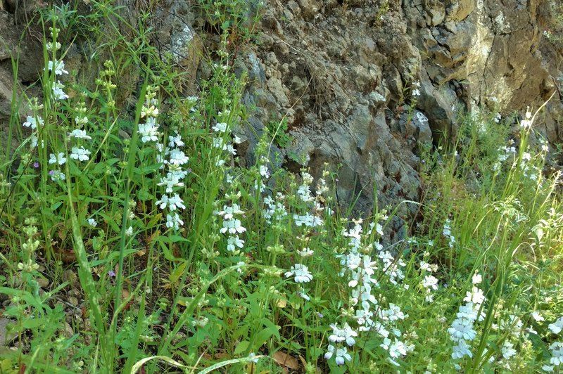 White Chinese Houses wildflowers along Ed Willson Trail. Typically, these flowers also have purple in them, but here, in neighboring Henry Coe State Park, and other nearby places there are pure white versions.