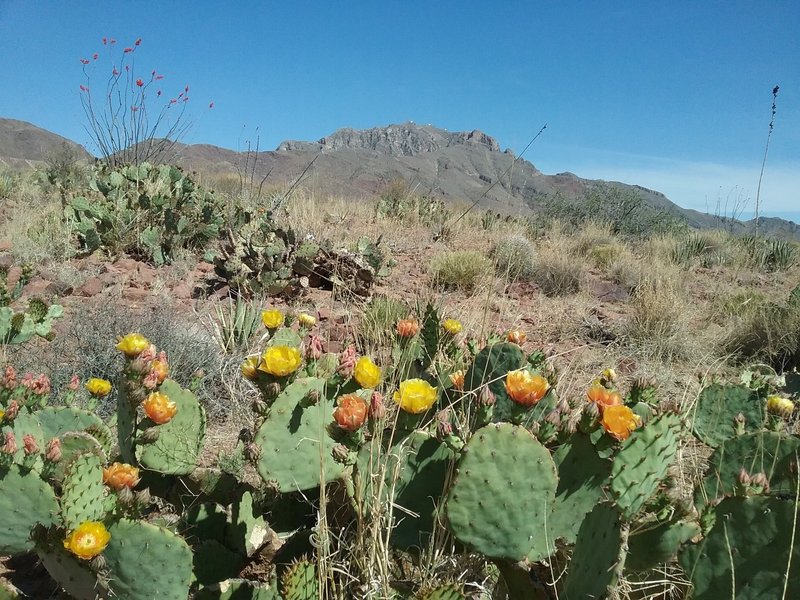 Looking southeast on the trail. Opuntias in bloom