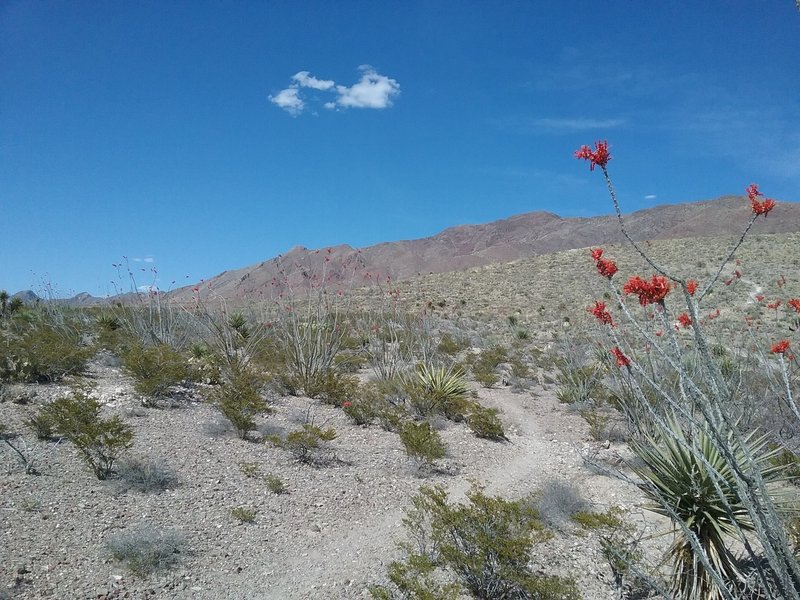 Looking NE on the trail.