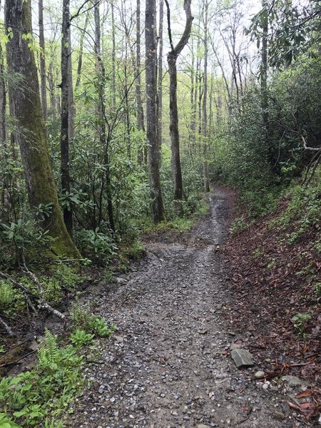 Jeep road trail