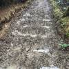 Typical muddy trail with standing water.