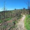 Ridgetop spring growth April 2018 (after October 2017 fires)